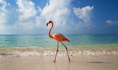 Bayahibe 2018!