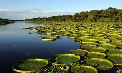 Volá a los Esteros del Iberá